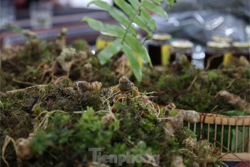 “Trên mạng cũng có một số nơi bán sâm Ngọc Linh nhưng tôi chưa dám tin tưởng. Có những phiên chợ như thế này, chúng tôi yên tâm về chất lượng và cả giá cả. Các sản phẩm ở đây rất đa dạng”, anh Mạnh nói.