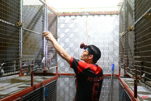 Theo các thành viên tổ hợp tác, công đoạn khó nhất trong quá trình nuôi là cho chồn phối giống. Nhiều lúc phải thức 2 – 3 giờ sáng theo dõi để thay giống đực khi ghép đôi không thành.
