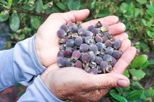 Không chỉ mang lại nguồn thu nhập thời vụ, những đồi sim còn gắn bó với đời sống của người dân miền sơn cước Hà Tĩnh qua nhiều thế hệ. Từ thứ quả rừng từng chỉ để ăn chơi trong những ngày chăn trâu, sim nay đã trở thành loại quả được thị trường ưa chuộng, góp phần cải thiện thu nhập cho nhiều hộ dân.