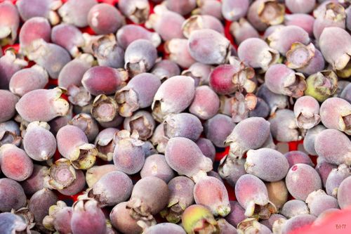 Theo người dân địa phương, năm nay thời tiết thất thường khiến quả sim nhỏ hơn so với các năm trước.
