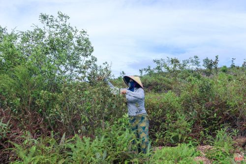 Để tìm được những đồi sim sai quả, người dân phải băng qua các lối mòn, leo lên những sườn núi dốc. Công việc không quá nặng nhọc nhưng đòi hỏi sức khỏe, sự nhanh nhẹn và kinh nghiệm để nhận biết những khu vực có nhiều sim chín.