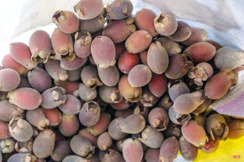 Em Phạm Hoài Thương (xã Toàn Lưu) chia sẻ: "Leo núi hơi vất vả nhưng mỗi buổi sáng, em có thể kiếm được khoảng 200.000 đồng từ việc hái sim rừng. Khoản tiền này em sẽ dành mua sách vở, đồ dùng cho năm học mới".