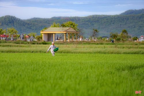 Ông Nguyễn Văn Khương (thôn Đông Khê, xã Đức Thịnh) cho biết: “Chiều dài bông lúa và số hạt/bông được hình thành và quyết định chủ yếu trong giai đoạn này. Đòng lúa càng to, khỏe thì số hạt trên bông càng nhiều và chắc. Vì vậy, tôi rất chú trọng bón phân cân đối, duy trì mức nước ổn định trên đồng ruộng".