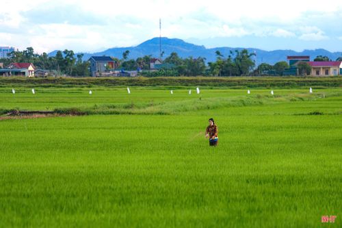Chị Trần Thị Loan (thôn Cao Thắng, xã Thạch Lạc) cho biết: "5 sào lúa của gia đình đang trong giai đoạn phát triển quan trọng, cần được bổ sung đầy đủ, cân đối các chất dinh dưỡng. Chúng tôi cũng mong từ nay đến cuối vụ thời tiết thuận lợi để lúa cho năng suất cao".