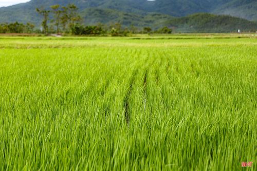 Vụ hè thu 2026, Hà Tĩnh tiếp tục duy trì và nhân rộng các mô hình thâm canh lúa cải tiến (SRI) trên diện tích khoảng 200 ha. Các mô hình này góp phần đẩy mạnh cơ giới hóa trong sản xuất, giảm phát thải khí nhà kính và nâng cao khả năng thích ứng với biến đổi khí hậu.