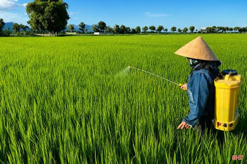Để chủ động phòng trừ sâu bệnh trên lúa, Sở Nông nghiệp và Môi trường Hà Tĩnh đã ban hành văn bản chỉ đạo các địa phương tăng cường kiểm tra đồng ruộng, khoanh vùng diện tích nhiễm; hướng dẫn người dân thường xuyên thăm đồng, phát hiện sớm và thực hiện các biện pháp phòng trừ theo khuyến cáo của ngành chuyên môn, không để sâu bệnh phát sinh, lây lan trên diện rộng.