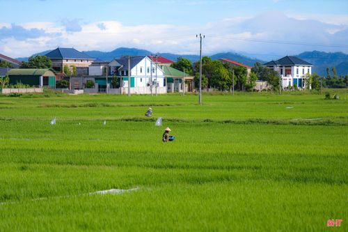 Cùng với việc chủ động chăm sóc của bà con nông dân, sự chỉ đạo sát sao của chính quyền địa phương và hướng dẫn kịp thời của ngành chuyên môn, Hà Tĩnh kỳ vọng vụ hè thu năm nay sẽ đạt kết quả thắng lợi.