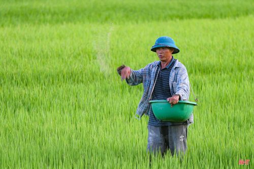 Những ngày này, bà con nông dân xã Thạch Lạc thường xuyên ra đồng theo dõi sự phát triển của cây lúa, hoàn thành bón phân đợt cuối nhằm đảm bảo năng suất cuối vụ.
