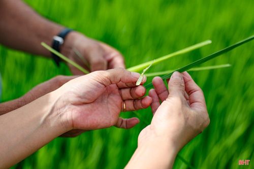 Cùng với việc chăm sóc, người dân đặc biệt quan tâm đến công tác phòng trừ sâu bệnh ở giai đoạn này.