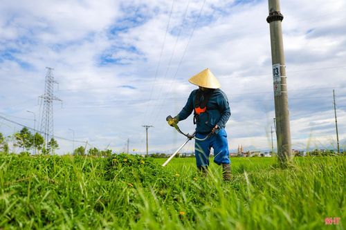 Người dân cũng chủ động vệ sinh đồng ruộng, phát quang cỏ dại trên bờ để hạn chế nơi trú ngụ, sinh sản của chuột; đồng thời thường xuyên thăm đồng, theo dõi tình hình sâu bệnh để thực hiện các biện pháp phòng trừ kịp thời.