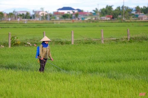 Bà Trần Thị Thảo (thôn Tân Tiến, xã Đồng Tiến) cho biết: “Sâu cuốn lá xuất hiện khá nhiều nên tôi phải tiến hành phun phòng trừ để đảm bảo năng suất".