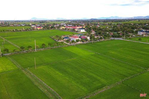 Vụ hè thu năm nay, Hà Tĩnh gieo cấy khoảng 45.500 ha lúa. Trên khắp các cánh đồng, lúa đang bước vào giai đoạn làm đòng - trổ bông, sinh trưởng tốt.