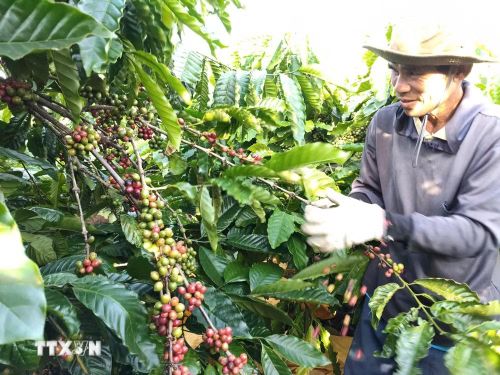 Thu hoạch càphê tại Gia Lai. (Ảnh: Hồng Điệp/TTXVN)