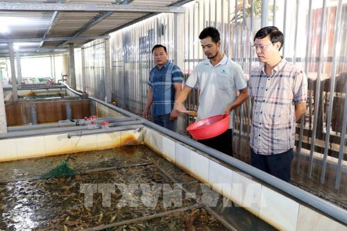 Nuôi lươn không bùn là mô hình được nhiều hộ dân tỉnh Ninh Bình nhân rộng. Ảnh: Nguyễn Lành - TTXVN