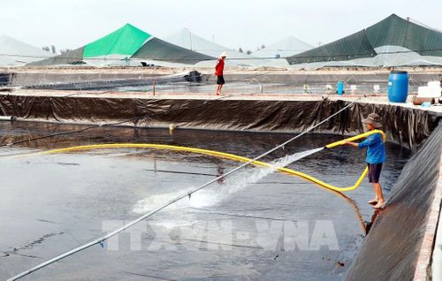 Vệ sinh ao nuôi tôm công nghệ trước khi thả giống. Ảnh: Nguyễn Lành - TTXVN