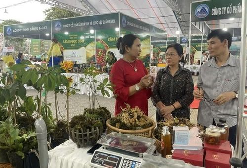Giới thiệu sâm Ngọc Linh với khách tham quan. Ảnh Ngô Anh Văn