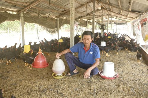 Nông dân trên địa bàn thành phố phát triển mô hình chăn nuôi bền vững để đáp ứng nhu cầu tiêu dùng của thị trường. Ảnh: QUANG VIỆT