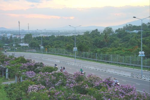 Sắc hoa bằng lăng trong chiều tà tạo nên sự nên thơ cho cung đường