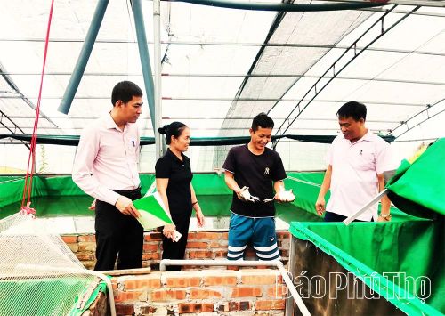 Mô hình nuôi ếch của anh Bùi Văn Đông, thôn Nội, xã Vĩnh Hưng được đầu tư từ nguồn vốn tín dụng chính sách.