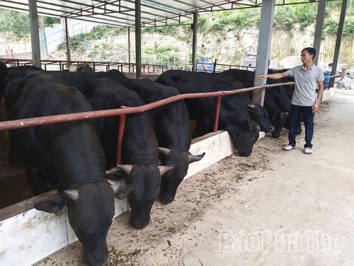 Với quy mô nuôi tập trung hơn 100 con trâu, bò, trang trại của gia đình ông Nguyễn Xuân Bảng, xã Cẩm Khê có lợi nhuận gần 1 tỷ đồng/năm.