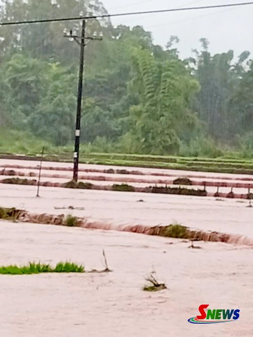 Mưa lũ vùi lấp hết diện tích lúa tại xã Mường Khiêng
