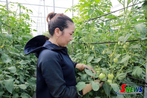 Mô hình trồng cà chua trong nhà lưới của chị Hà Thị Ngần, tiểu khu Tân Lập.