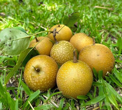 Trái lê vàng ruộm vô cùng hấp dẫn.