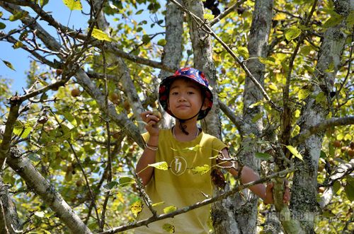 Trẻ em vô cùng thích cảm giác trèo cây hái lê và thưởng thức tại vườn.
