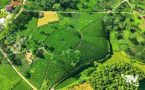 Những đồi chè ở xóm Đồng Phú sẽ không chỉ nổi tiếng bởi hương vị trà mà còn trở thành điểm đến hấp dẫn trên bản đồ du lịch nông nghiệp.