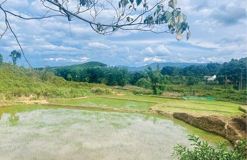  Ruộng lúa ở A Lưới. Ảnh: Ngọc Hòa