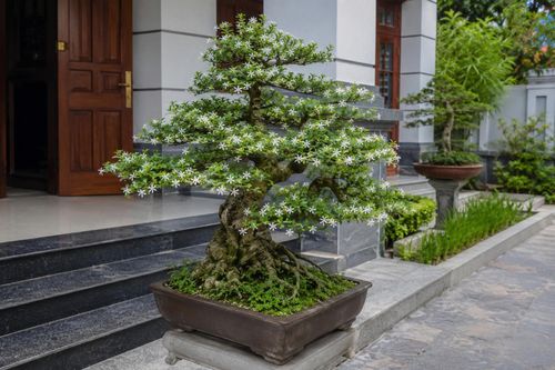 Không trồng cây chắn cửa chính. Ảnh minh họa.