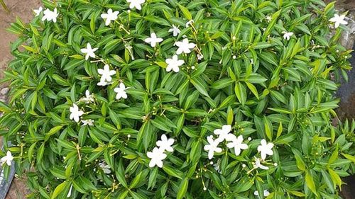 ây có thể phát triển tốt trong điều kiện khí hậu nhiệt đới như ở Việt Nam, chịu nắng tốt và ít sâu bệnh. Ảnh minh họa.