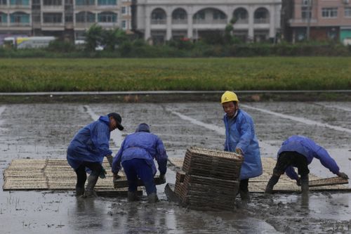  Giới chức tỉnh Chiết Giang dự báo các khu vực ven biển sẽ hứng mưa như trút, đồng thời cảnh báo nguy cơ xảy ra lũ quét, gián đoạn giao thông, sông ngòi tràn bờ và nhiều diện tích đất nông nghiệp bị ngập úng. 