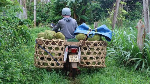 Sầu riêng được chở về nơi tập kết. Ảnh: HỮU PHÚC