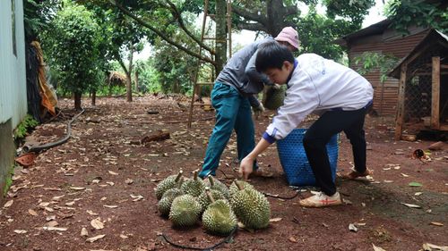 Thu gom sầu riêng từ vườn cây. Ảnh: HỮU PHÚC