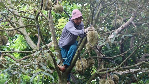 Nghề cũng đối diện hiểm nguy vì phải leo trèo. Ảnh: HỮU PHÚC