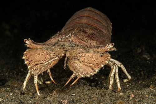 Ảnh: Wikimedia Commons