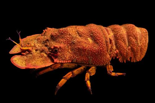 Ảnh: Joel Sartore