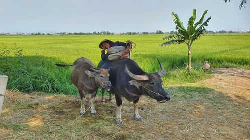 Nét thư thái của lão nông Trần Văn Hà trên lưng trâu trên cánh đồng Trường Lệ.