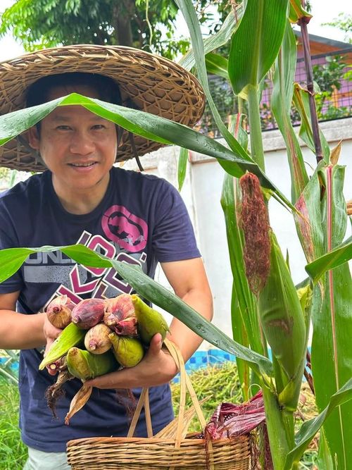 Vườn ngô được vợ chồng Trọng Tấn trồng xen kẽ ngay trong khuôn viên sân, vừa làm cảnh quan vừa cho thu hoạch thực phẩm sạch.
