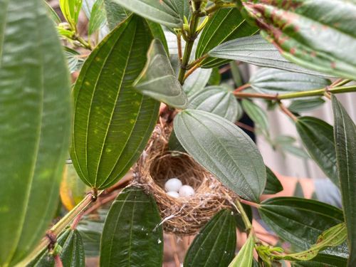''Đất lành chim đậu'' ở nhà vườn của vợ chồng Trọng Tấn.