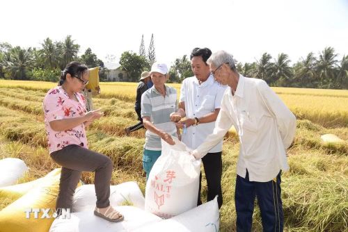 Nông dân tỉnh Đồng Tháp thu hoạch rộ lúa Đông Xuân. (Ảnh: Công Trí/TTXVN)