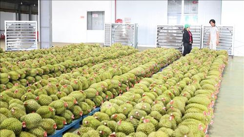 Đồng Nai đẩy mạnh liên kết sản xuất theo chuỗi giá trị, chú trọng xây dựng chỉ dẫn địa lý, thương hiệu và mã số vùng trồng theo tiêu chuẩn xuất khẩu. Ảnh: Nhật Bình/TTXVN