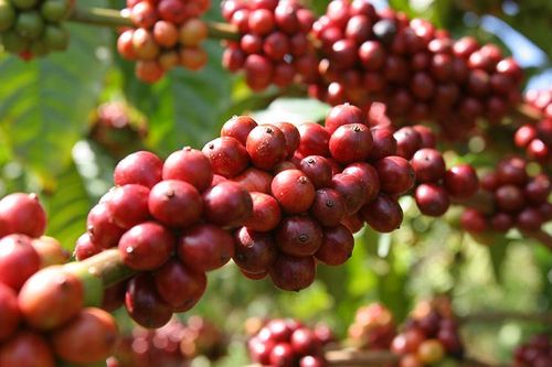 Khối lượng và giá trị xuất khẩu cà phê 6 tháng đầu năm 2026 đạt 1,1 triệu tấn và 4,78 tỷ USD. Ảnh: An Thành Đạt/TTXVN