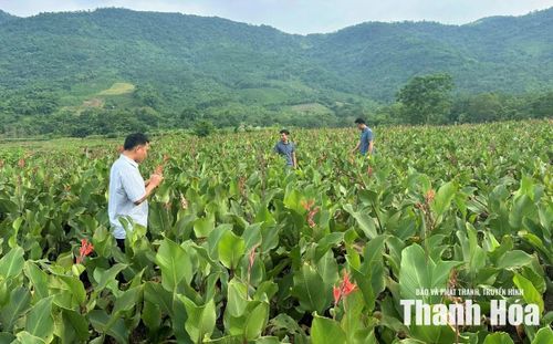 Cây dong riềng đang được người dân xã Cẩm Thạch mở rộng diện tích.