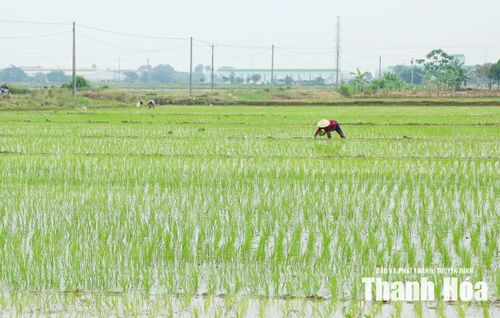 Người dân xã Triệu Sơn liên kết sản xuất với Công ty CP Đầu tư phát triển VinaGreen gieo cấy lúa thu mùa 2026 theo mô hình “Cánh đồng một giống”.