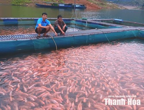 Mô hình nuôi cá diêu hồng của HTX Dịch vụ nuôi trồng thủy sản Cửa Đạt mang lại hiệu quả kinh tế cao.