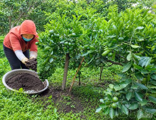 Công nhân Công ty TNHH Cara Farm Việt Nam, bản Bo Hóng, phường Mường Thanh chăm sóc vườn cây cam được cấp mã số vùng trồng.