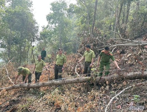 Lực lượng chức năng phối hợp kiểm tra xác minh vụ phá rừng tại tiểu khu 821, khoảnh 8, lô 12d, phường Mường Lay (giáp bản Nậm Pồ, xã Nậm Hàng, tỉnh Lai châu).