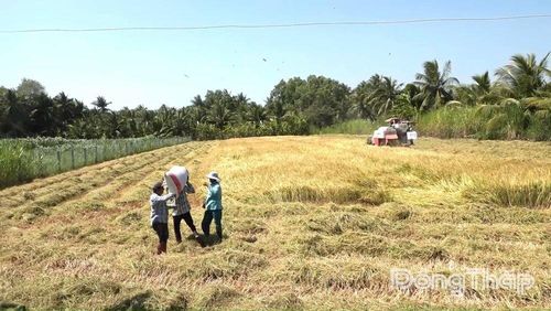 Nông dân thu hoạch vụ lúa đông xuân 2025 - 2026.